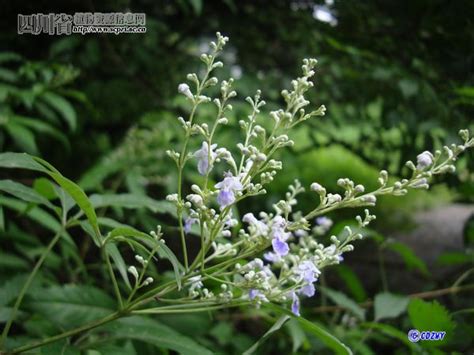 四川灰木|四川省植物数据库